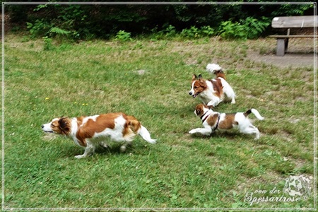 Kooikerhondje von der Spessartrose