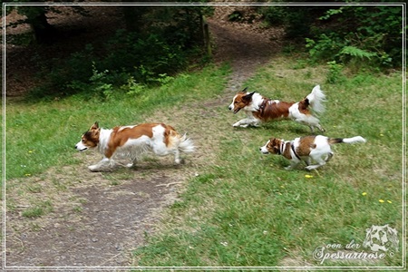 Kooikerhondje von der Spessartrose