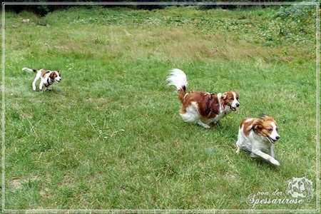 Kooikerhondje von der Spessartrose