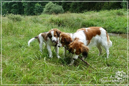 Kooikerhondje von der Spessartrose