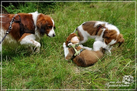 Kooikerhondje von der Spessartrose