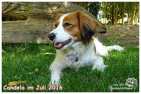 Kooikerhondje von der Spessartrose