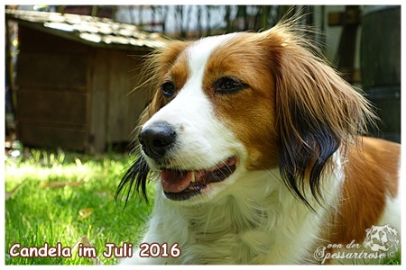 Kooikerhondje von der Spessartrose