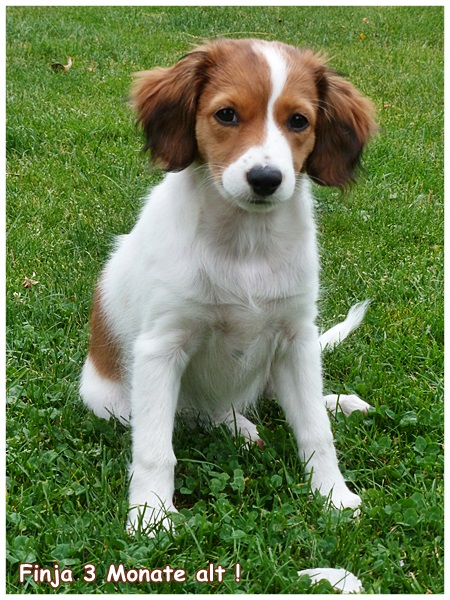 Kooikerhondje von der Spessartrose