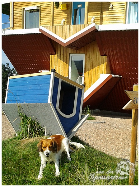 Kooikerhondje von der Spessartrose