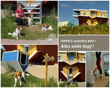 Kooikerhondje von der Spessartrose