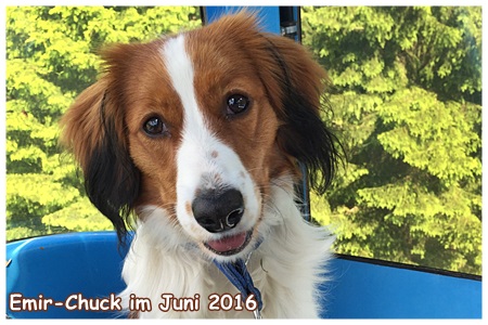 Kooikerhondje von der Spessartrose