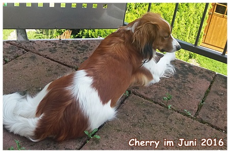 Kooikerhondje von der Spessartrose