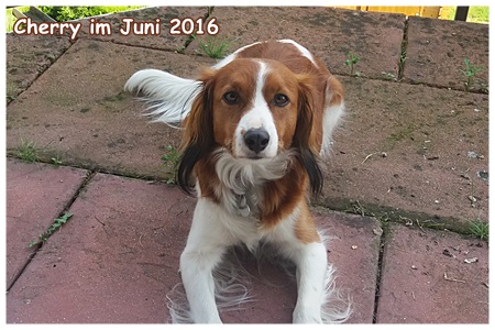 Kooikerhondje von der Spessartrose