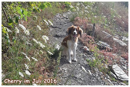 Kooikerhondje von der Spessartrose