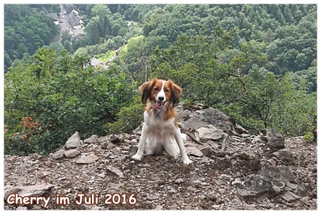 Kooikerhondje von der Spessartrose