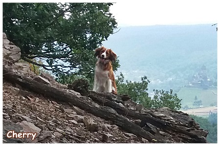 Kooikerhondje von der Spessartrose