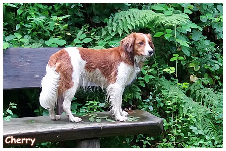 Kooikerhondje von der Spessartrose