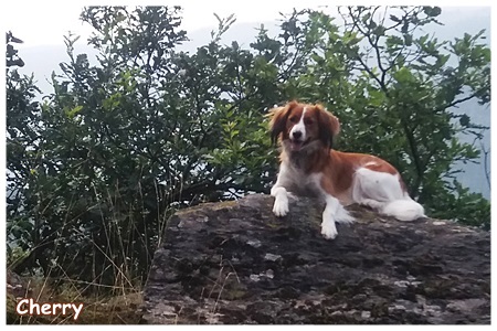 Kooikerhondje von der Spessartrose