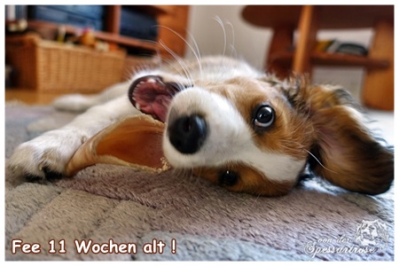 Kooikerhondje von der Spessartrose