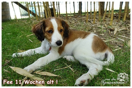 Kooikerhondje von der Spessartrose