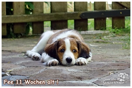 Kooikerhondje von der Spessartrose