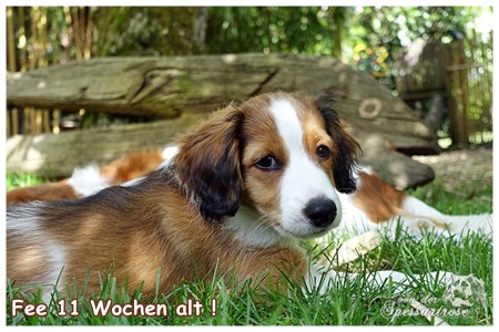 Kooikerhondje von der Spessartrose