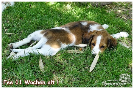 Kooikerhondje von der Spessartrose