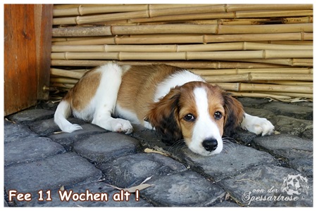 Kooikerhondje von der Spessartrose