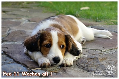 Kooikerhondje von der Spessartrose