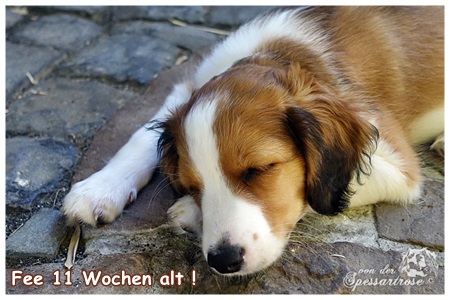 Kooikerhondje von der Spessartrose