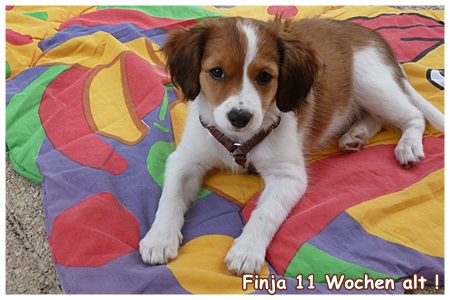 Kooikerhondje von der Spessartrose