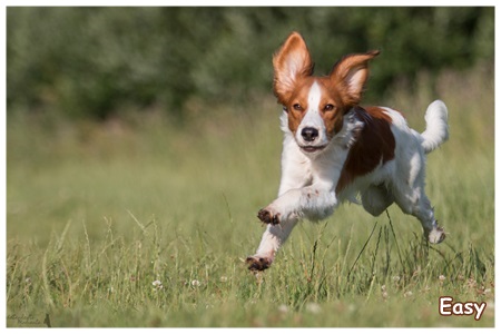 Kooikerhondje von der Spessartrose