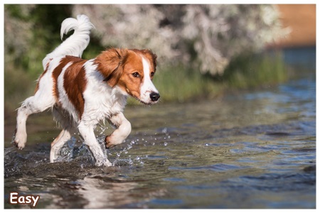 Kooikerhondje von der Spessartrose