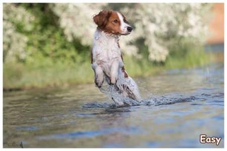 Kooikerhondje von der Spessartrose