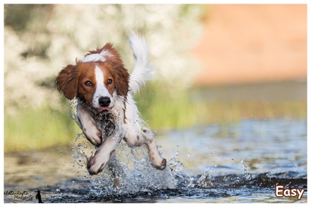 Kooikerhondje von der Spessartrose