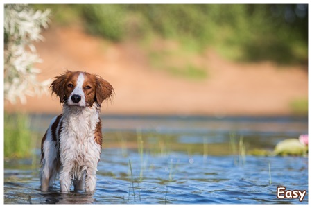 Kooikerhondje von der Spessartrose