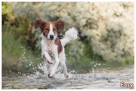 Kooikerhondje von der Spessartrose