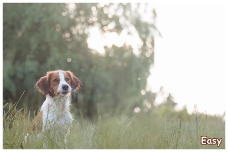 Kooikerhondje von der Spessartrose