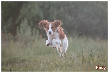 Kooikerhondje von der Spessartrose