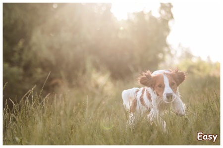 Kooikerhondje von der Spessartrose