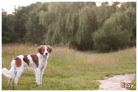 Kooikerhondje von der Spessartrose