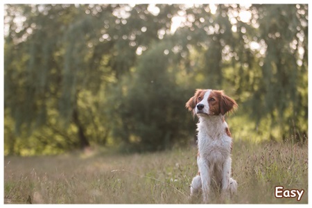 Kooikerhondje von der Spessartrose