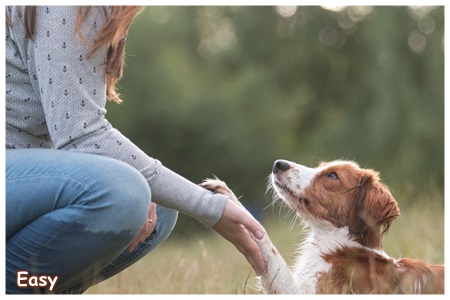 Kooikerhondje von der Spessartrose