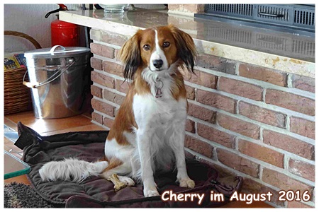 Kooikerhondje von der Spessartrose