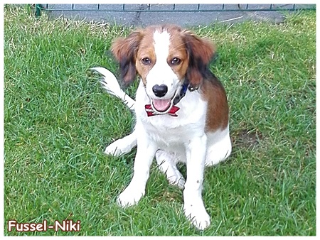 Kooikerhondje von der Spessartrose