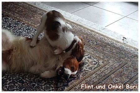 Kooikerhondje von der Spessartrose