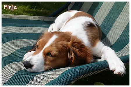 Kooikerhondje von der Spessartrose