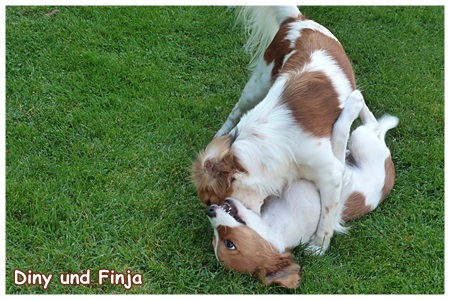 Kooikerhondje von der Spessartrose