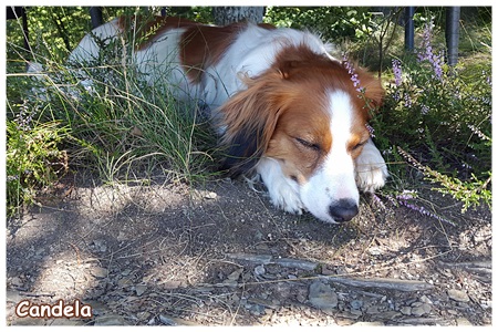 Kooikerhondje von der Spessartrose