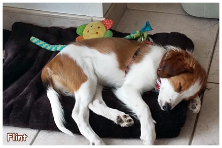 Kooikerhondje von der Spessartrose