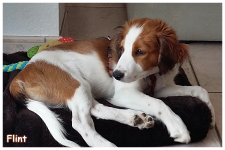 Kooikerhondje von der Spessartrose