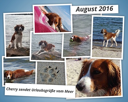 Kooikerhondje von der Spessartrose