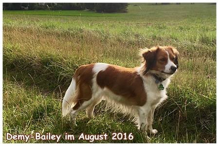 Kooikerhondje von der Spessartrose