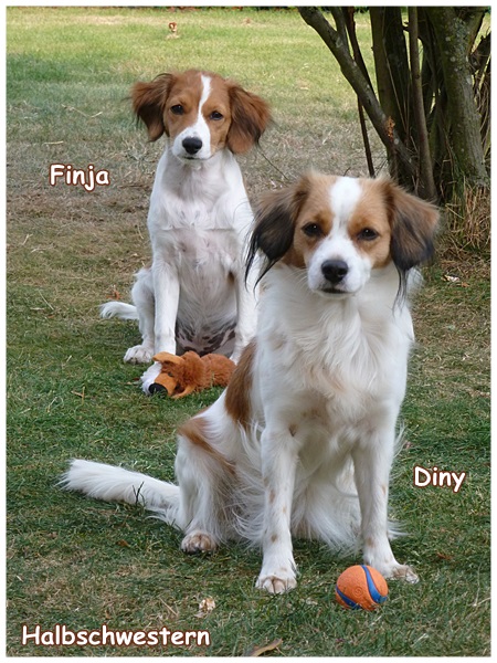 Kooikerhondje von der Spessartrose